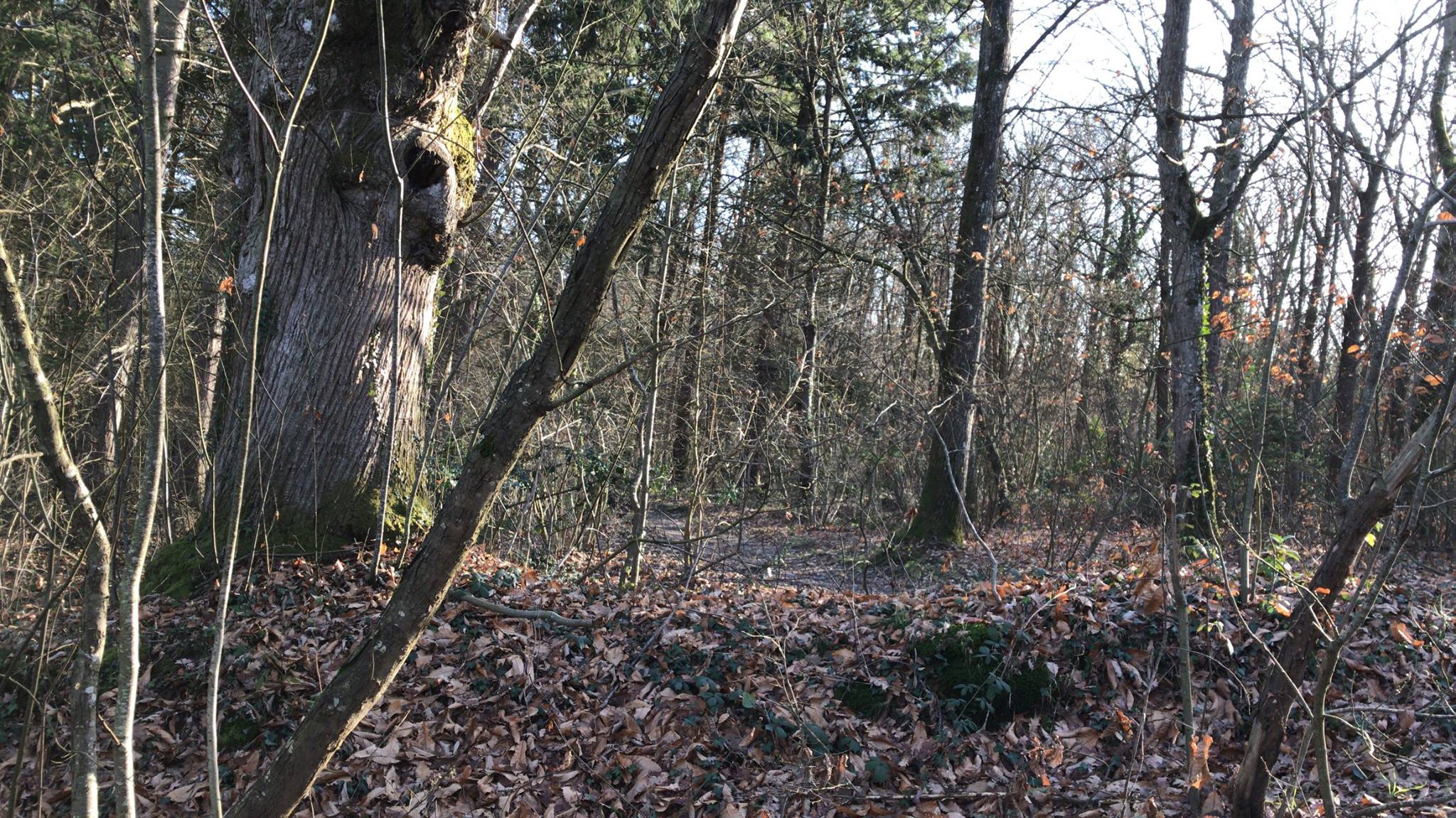 Les bois d'Angers - Logements en Bois Lina Ghotmeh — Architecture 26841530_10159947430685602_6799022170706832017_o