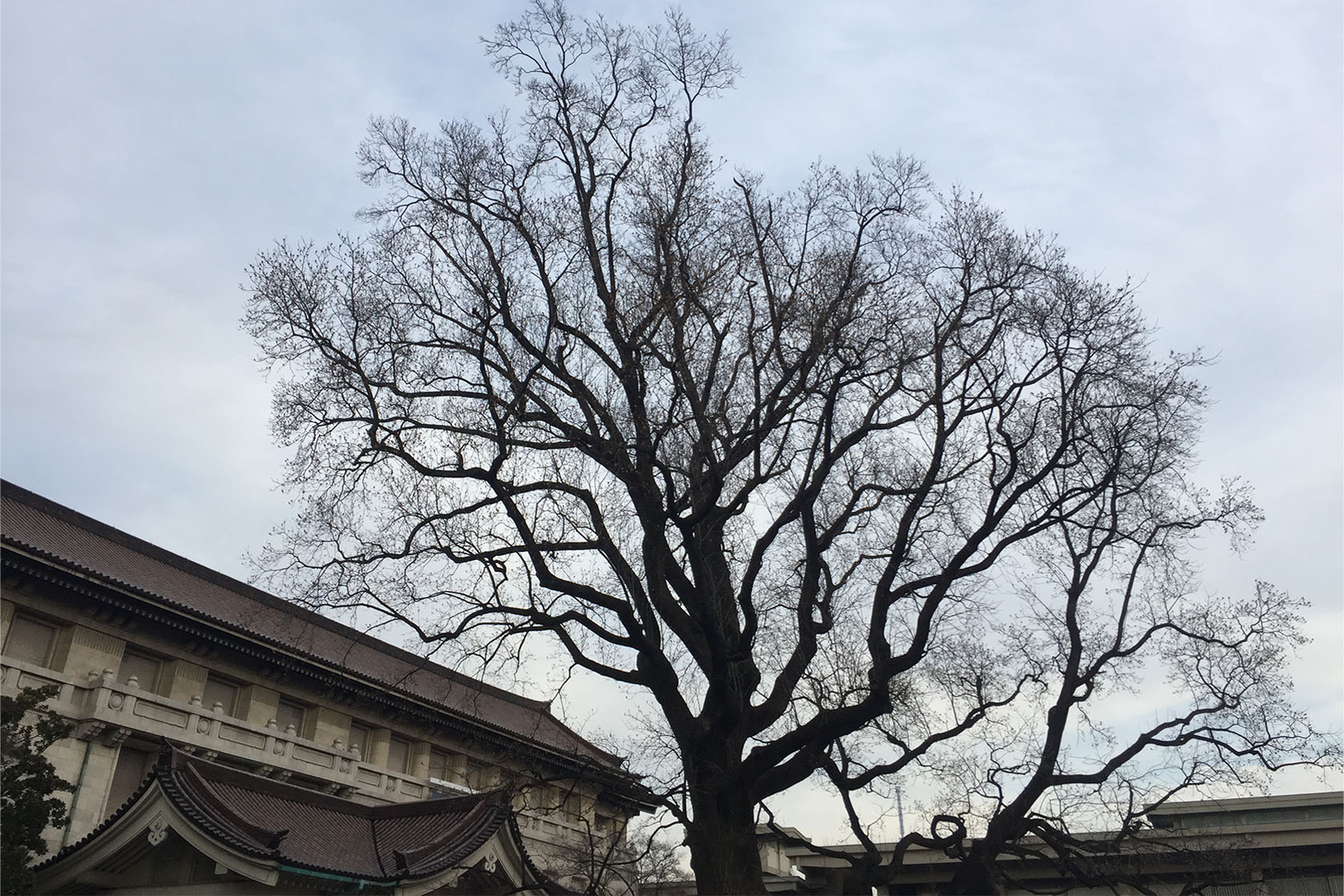 Homepage Lina Ghotmeh — Architecture IMG_5666