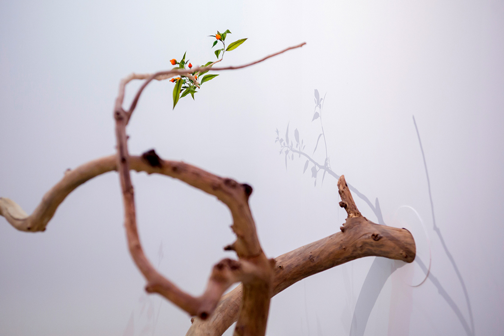 Homepage Lina Ghotmeh — Architecture WonderlabCHINANews